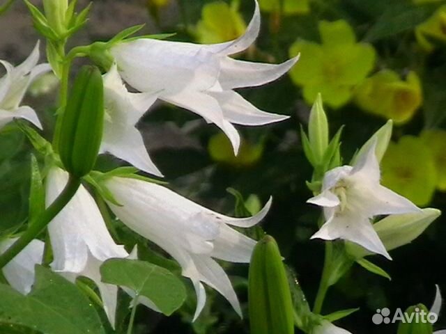 Многолетние цветы