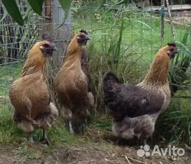 Инкубационное яйцо