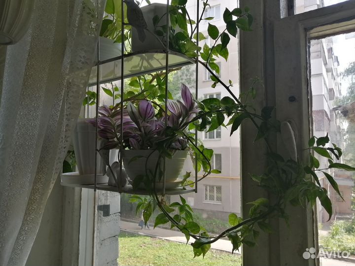 Бугенвиллея взрослая