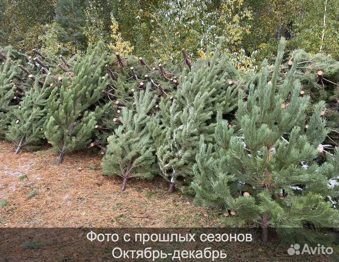 Елка сентябрьская новогодняя оптом