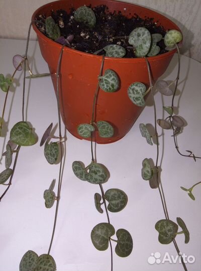 Церопегия Вуда вариегатная, обычная. Суккуленты