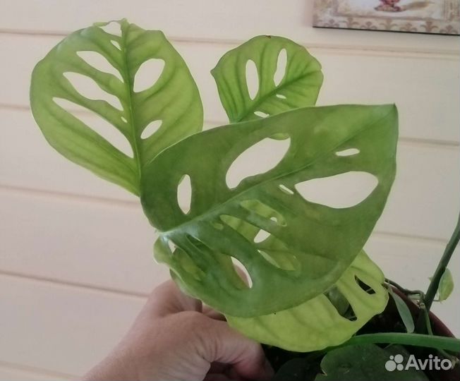 Комнатные растения