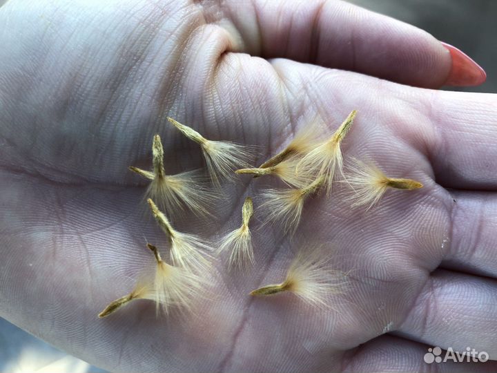 Семена Олеандра