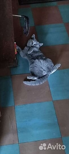 Британские котята