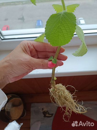 Мята домашняя