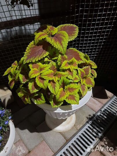 Укорененные черенки