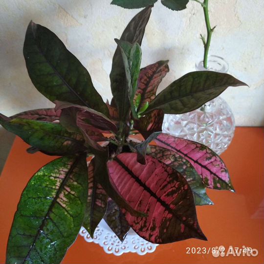 Кротон миссис-айстон, вилма