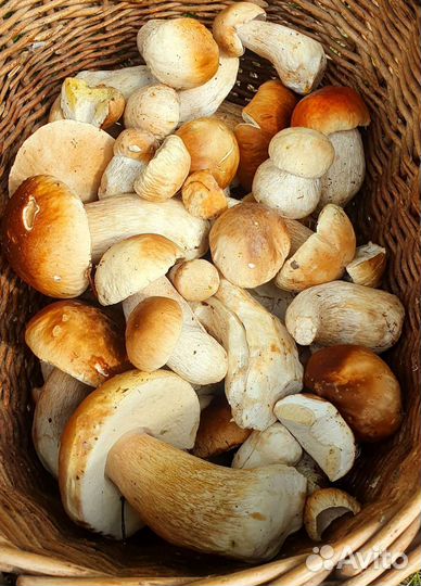 Грибы свежие