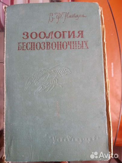 Натали Зоология беспозвоночных