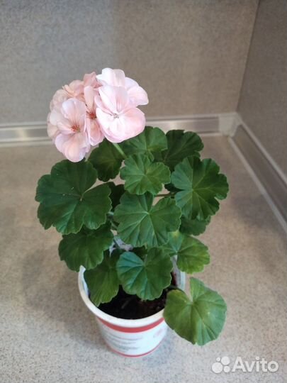 Пеларгония