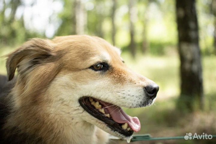 Отдается красивая Герда в добрые руки