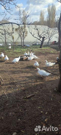 Мускусные утки