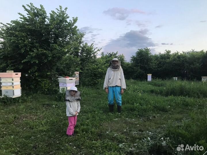 Пчёлосемьи, Пчёлокомплекты