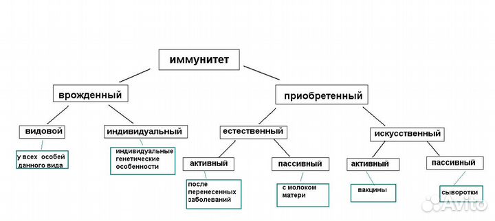 Репетитор по биологии к огэ, егэ и впр