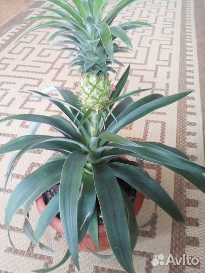 Саженцы экзотических растений