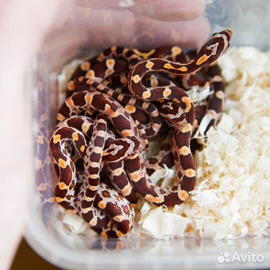 Змея для новичков. Маисовый полоз