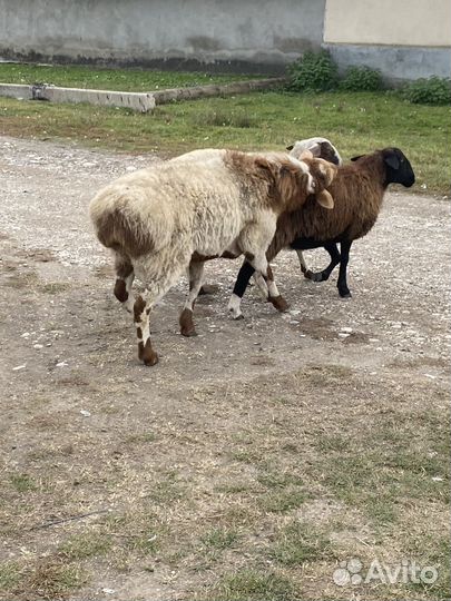 Овцы бараны ягнята