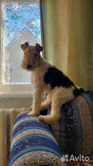 Фокстерьер жесткошерстный