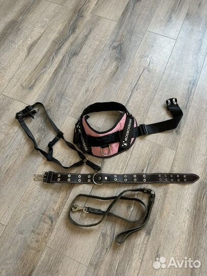 Амуниция для собак