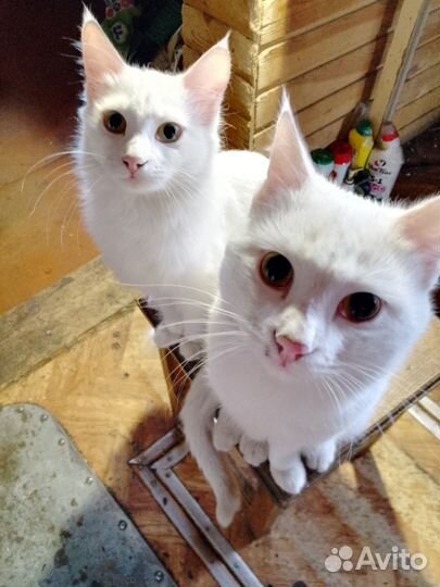 Кошки и котята