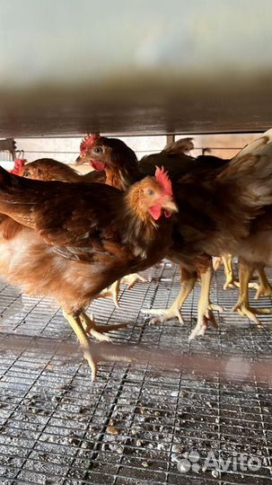 Куры несушки большой выбор