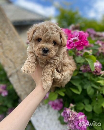 Мальтипу микро ф1 корея нереальные