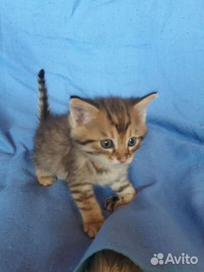 Милые котята в дар