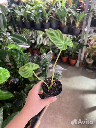 Филодендрон бородавчатый