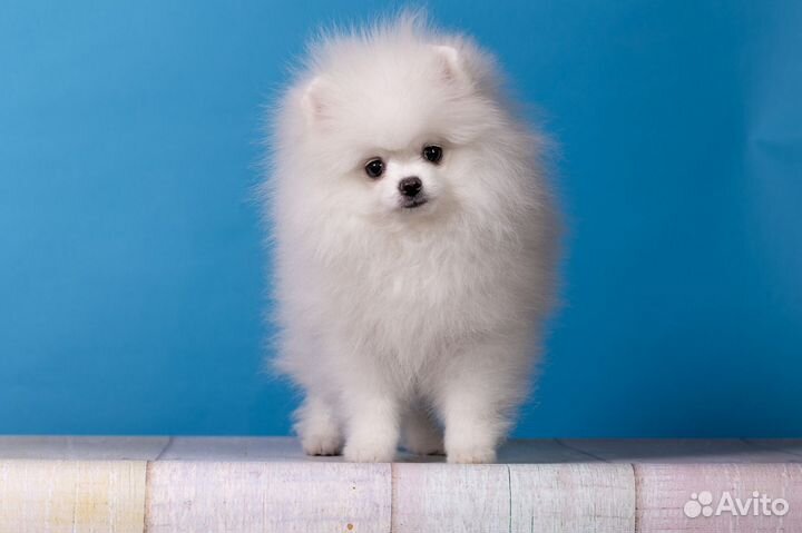 Белый померанский шпиц мальчик