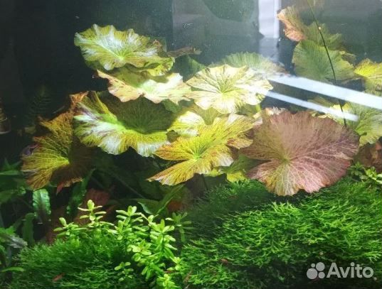 Растения для пруда - (гиацинт, пистия, нимфея)