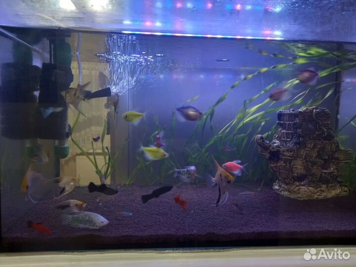 Аквариумные рыбки