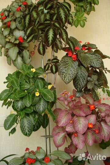 Комнатные домашние растения