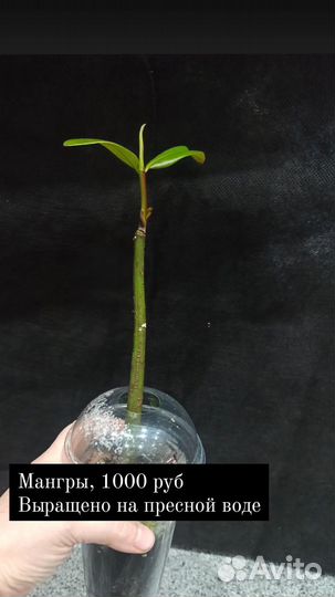 Росток мангрового дерева