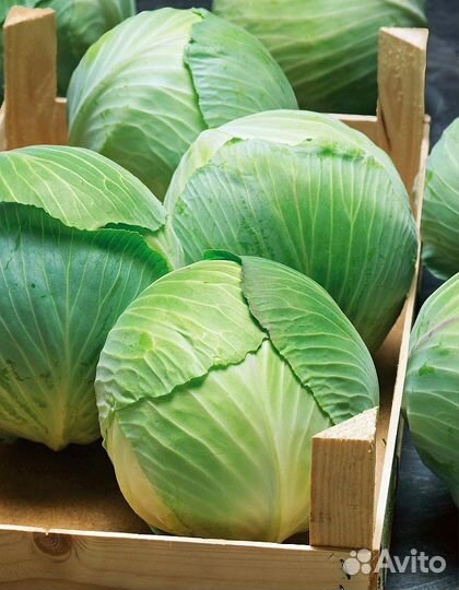 Капуста белокочанная Трансфер F1 0,2 гр б.п