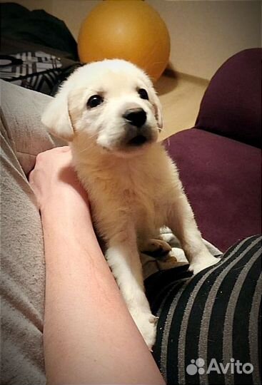 Щенки Лабрадора Ретривера