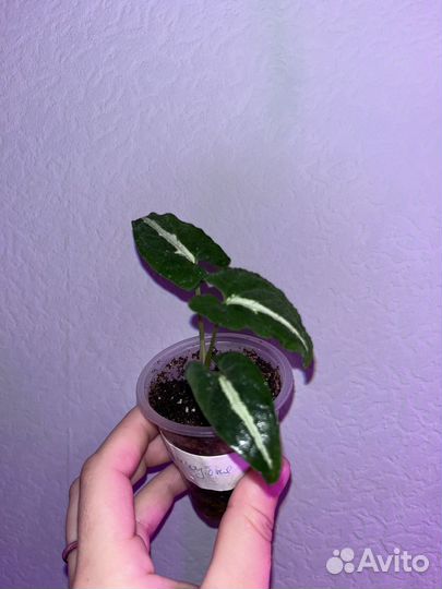 Сингониум вендланда