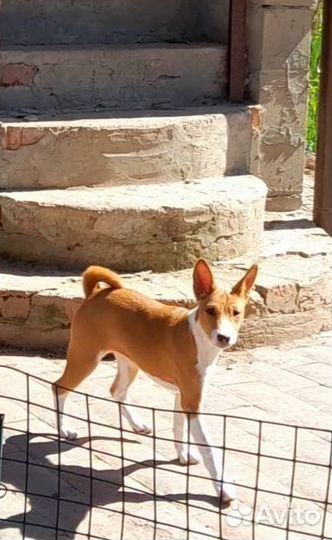 Басенджи девочка