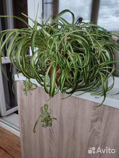 Хлорофитум кудрявый