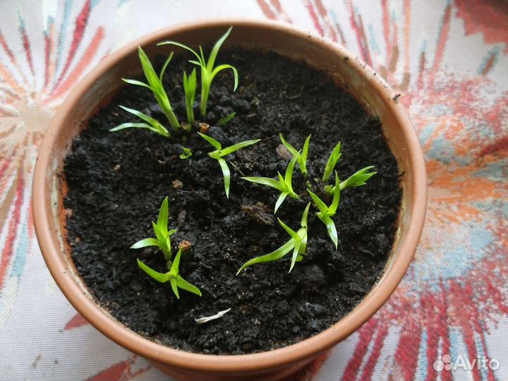 Хлорофитум, циперус