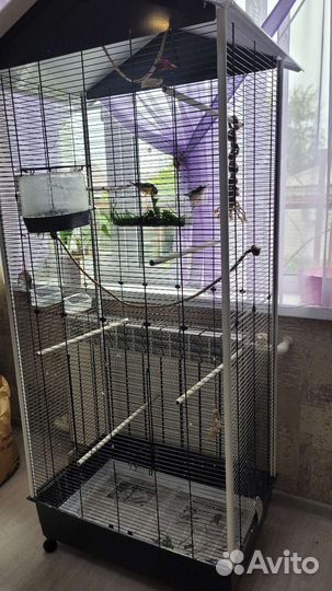 Амадины Гульда