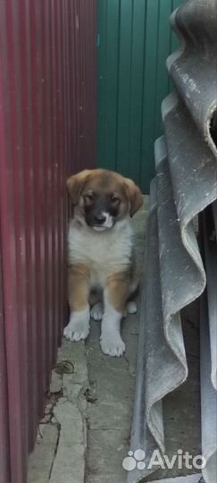 Восточно европейская овчарка