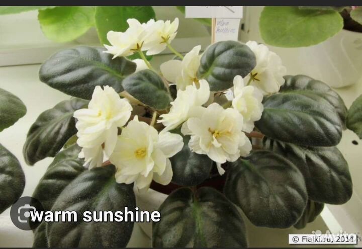 Фиалка детки