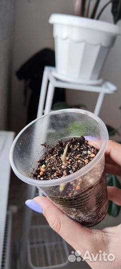 Алоказия Черный бархат