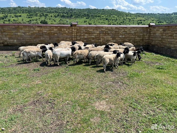 Баранчики породы Дорпер