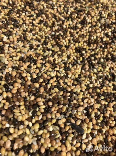 Просо красное желтое