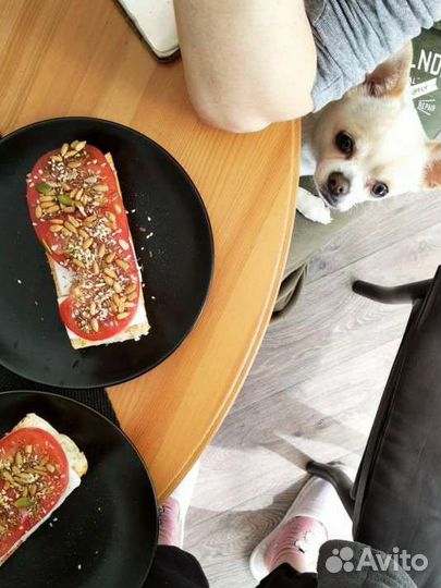 Котоняня, dogняня, домашняя передержка, зооняня