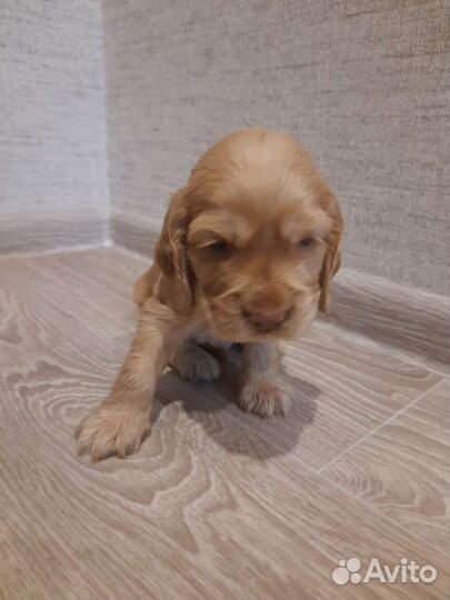Английский кокер спаниель Мальчик щенок