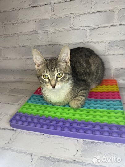 Котенок мушкетер Атос