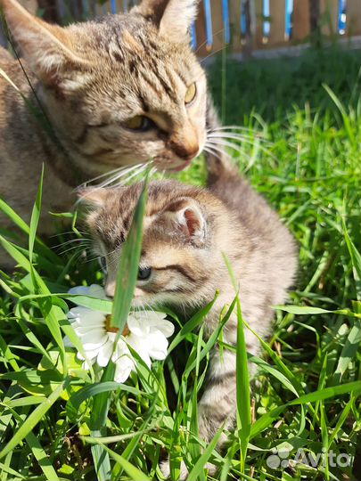 Отдам кота в добрые руки