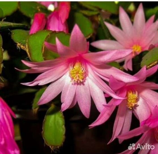 Цветок декабрист